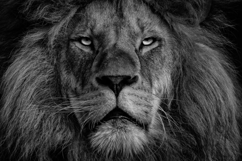 grayscale photo of lions face