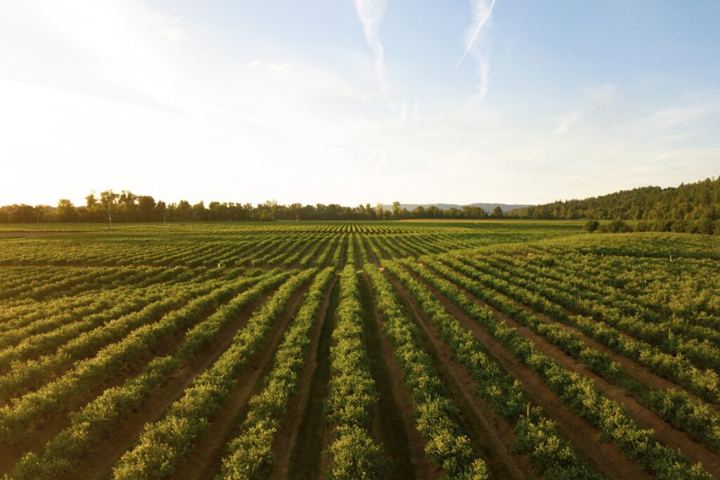 This shot makes me thirsty! I love how this shot turned out. I was about 10 meters above the ground with my Mavic Pro. This is a small winery in the mid-Willamette Valley outside Salem, Oregon. This is one of the biggest wine-producing areas in the country and it makes for some wonderful evening drone flights.